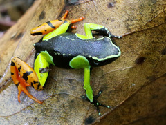 Mantella baroni