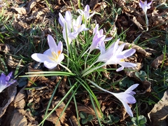 Crocus tommasinianus