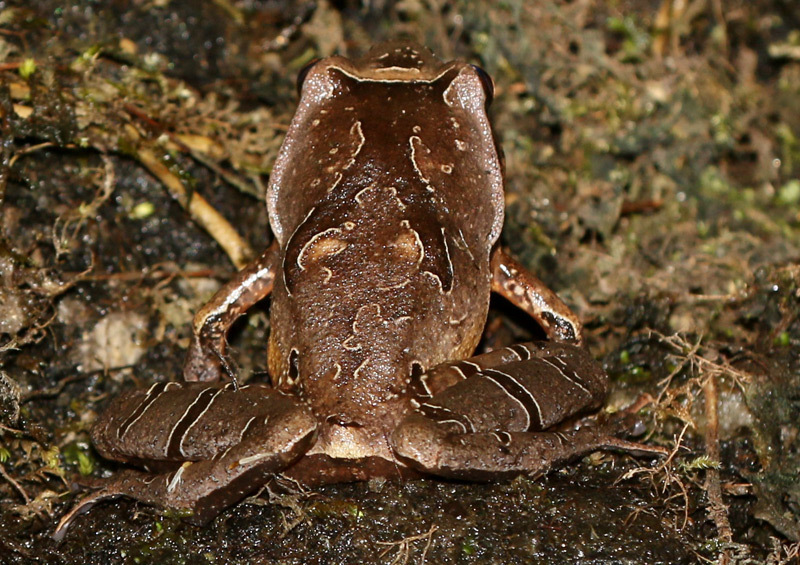 Boulenger's Digging Frog