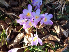 Crocus tommasinianus
