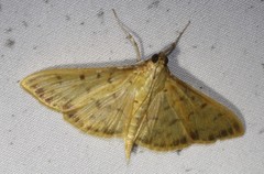 Patania balteata