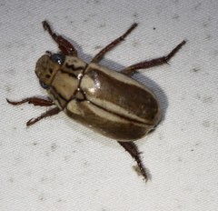 Anoplognathus abnormis