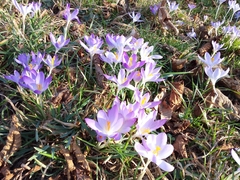 Crocus tommasinianus