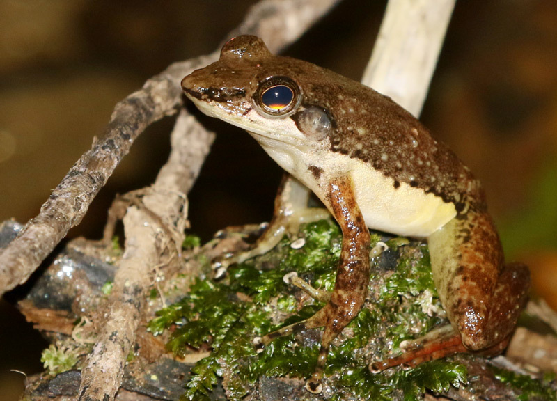 Ivohimanita Madagascar Frog