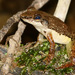 Mantidactylus majori - Photo (c) David Erterius, μερικά δικαιώματα διατηρούνται (CC BY-NC), uploaded by David Erterius
