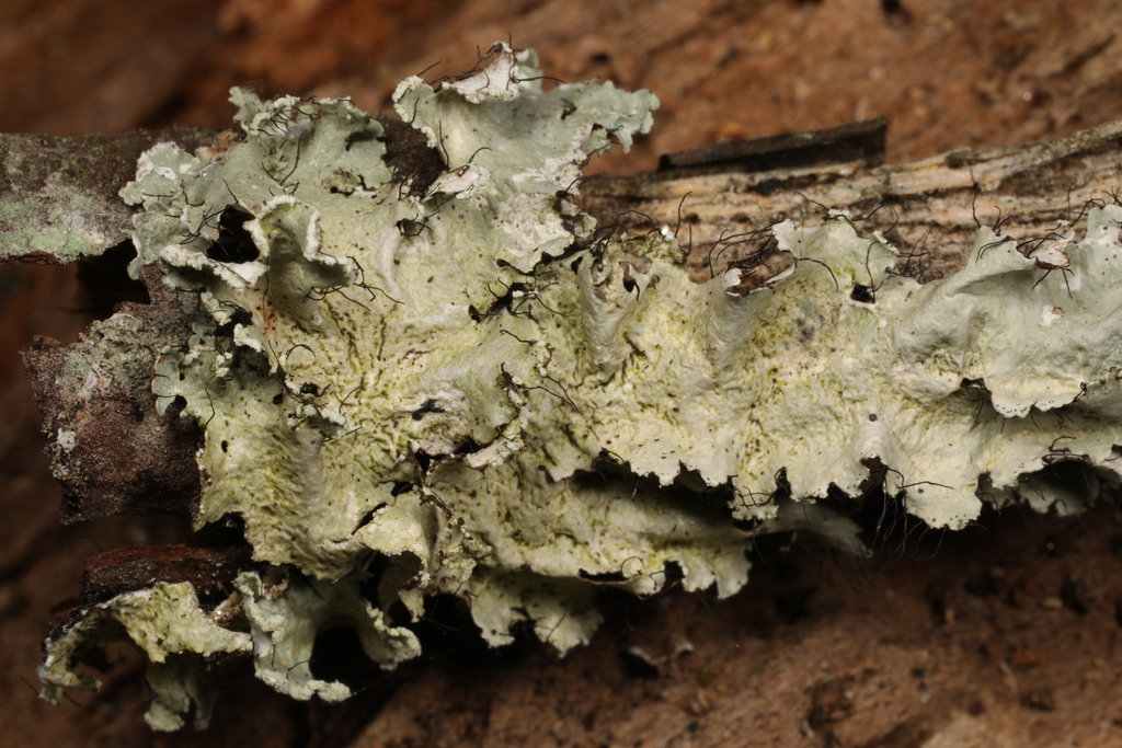 powdered ruffle lichen from 130 Kanuga Chapel Dr, Hendersonville, NC