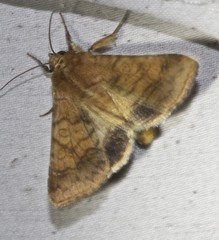 Helicoverpa assulta