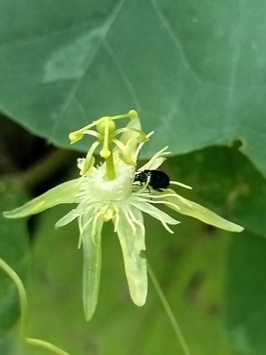 Image of Passiflora filipes by no rights reserved
