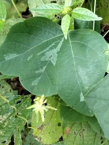 Image of Passiflora filipes by no rights reserved