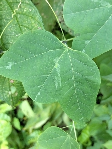 Image of Passiflora filipes by no rights reserved