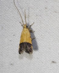 Crocanthes micradelpha