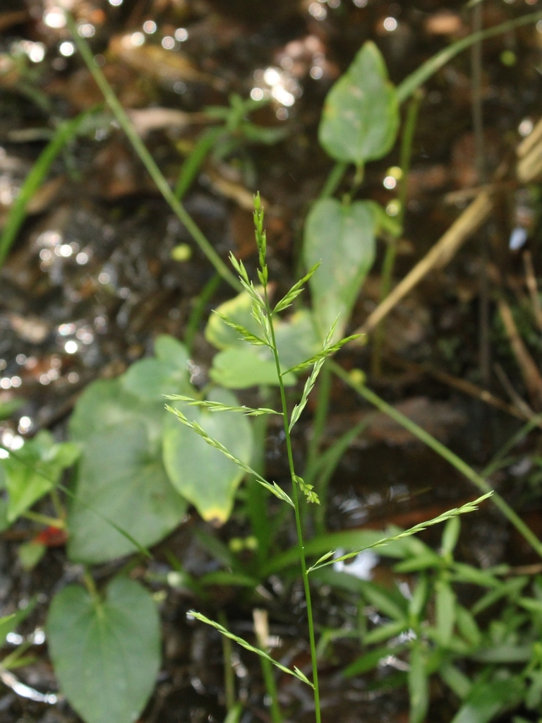 cottonmouth grass from Wisacky, SC 29010, USA on September 18, 2023 at