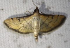 Cnaphalocrocis bilinealis