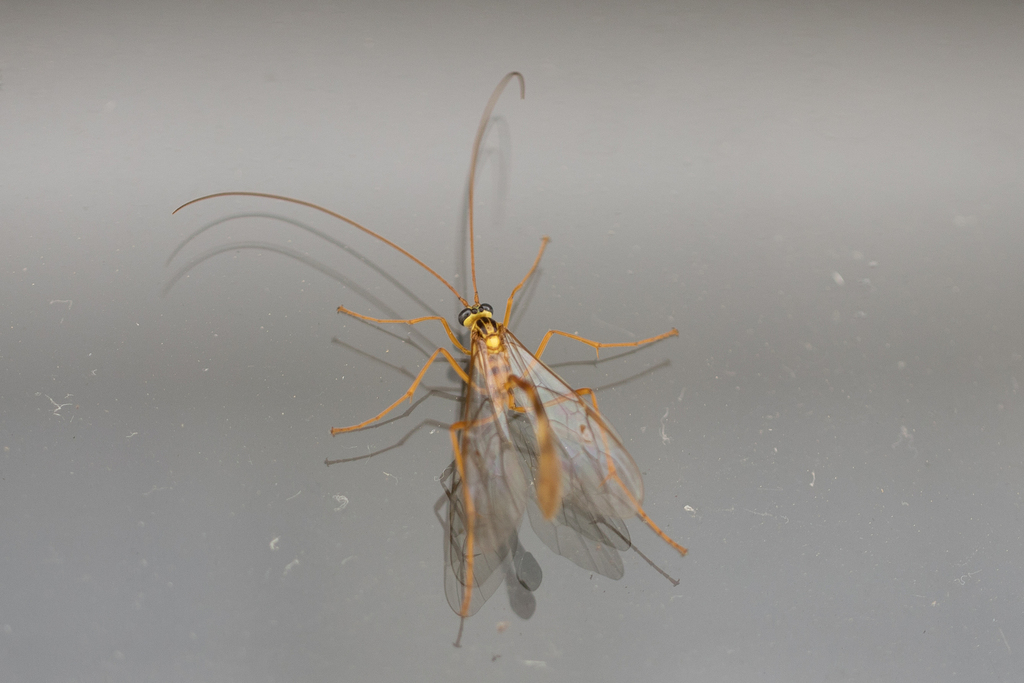 Enicospilus flavoscutellatus
