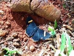 Riodina lycisca