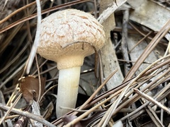 Boletellus ananas image