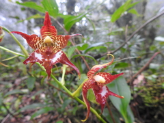 Rhynchostele cordata