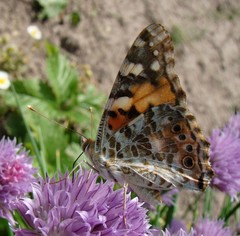 Vanessa cardui
