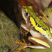 Tsingy de Bemahara Reed Frog - Photo (c) David Erterius, some rights reserved (CC BY-NC), uploaded by David Erterius