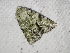 Acronicta psorallina