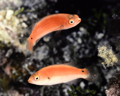 Girdled Wrasse photo 2