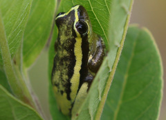 Heterixalus carbonei