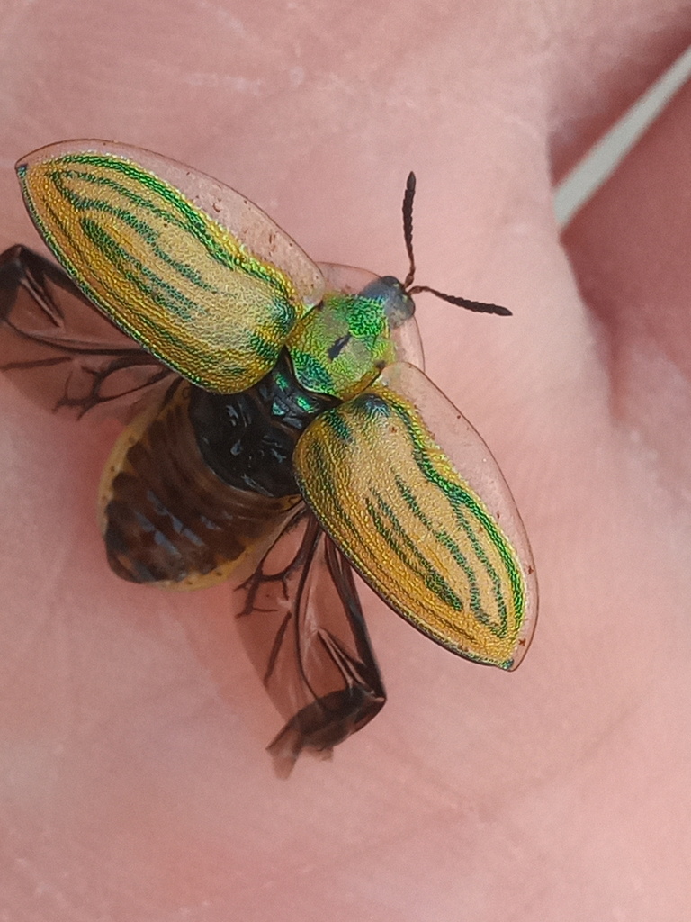 Physonota ovalis