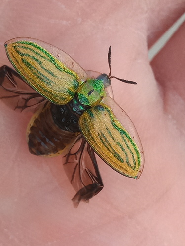 Physonota ovalis