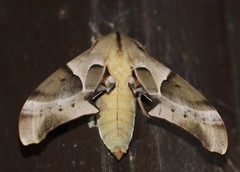 Coequosa australasiae