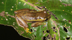 Heterixalus carbonei