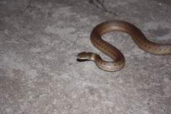 Thamnophis validus