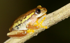 Heterixalus carbonei
