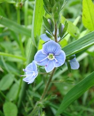 Veronica chamaedrys