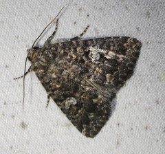 Condica aroana