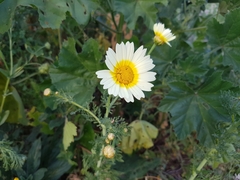 Glebionis coronaria discolor