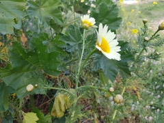Glebionis coronaria discolor