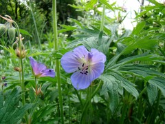 Geranium pratense