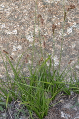 Carex congdonii