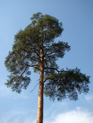 Pinus sylvestris