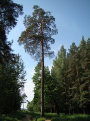 Pinus sylvestris