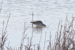 Limosa limosa