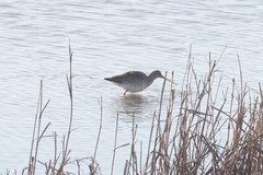 Limosa limosa