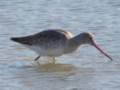Limosa limosa