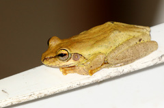 Boophis doulioti