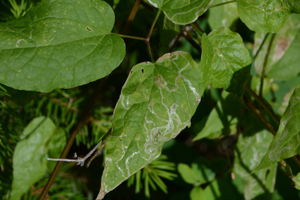 Phytomyza clematiphaga