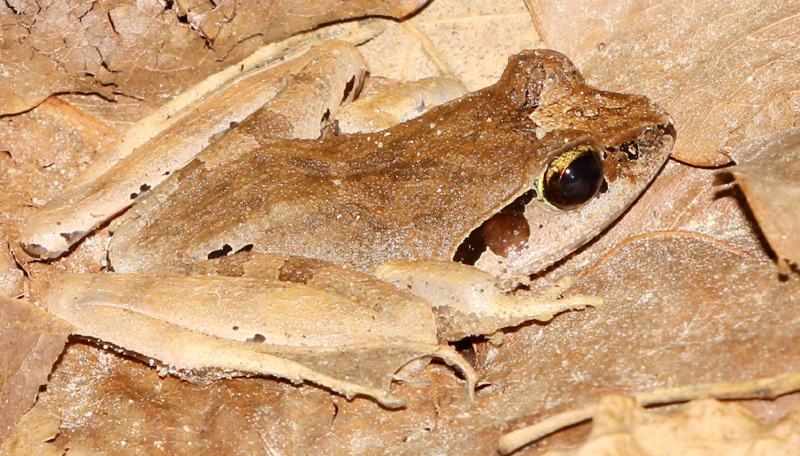 Madagascar Bullfrogs and Jumping Frogs