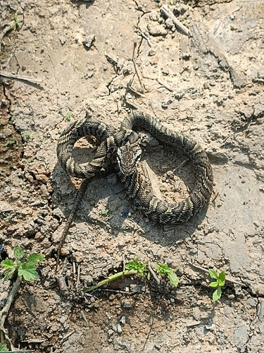 Korean Ratsnake