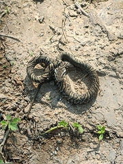Korean Ratsnake photo 3