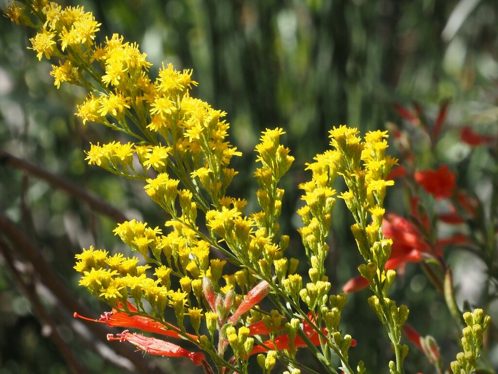 velvety goldenrod from Los Angeles County, CA, USA on September 18, 2023 at 1129 AM by Jack