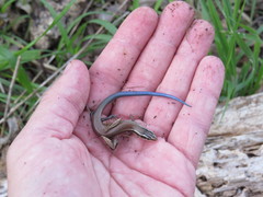 Plestiodon tetragrammus brevilineatus
